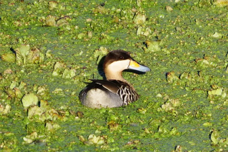 AVES